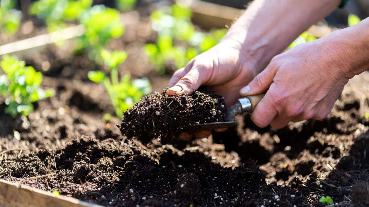 Amending garden soil in spring for successful fall-blooming bulb planting