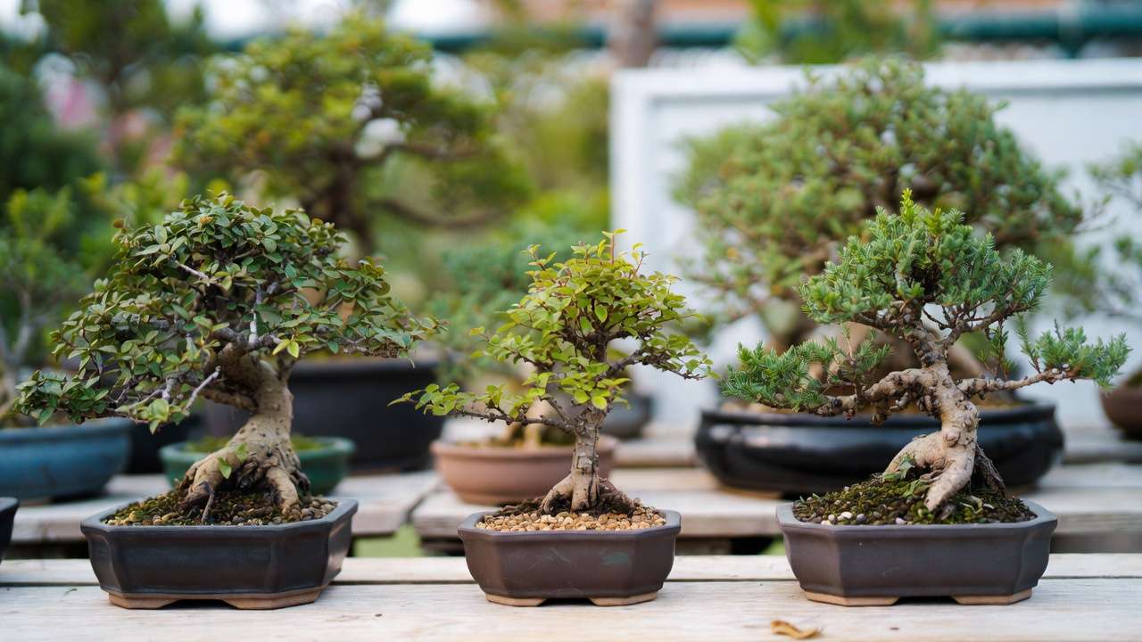 Comparison of small refined leaves on Chinese elm, ficus, and juniper bonsai trees