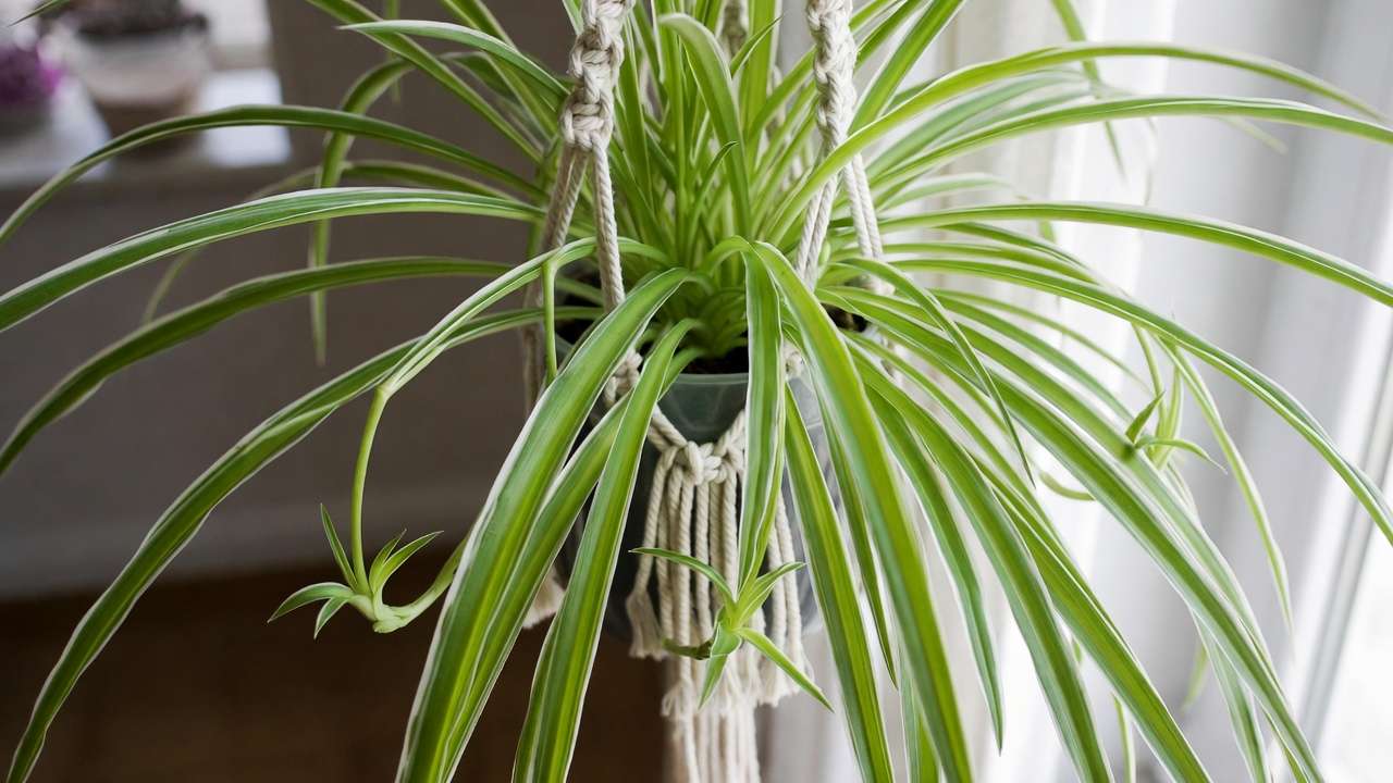 Hanging spider plant with pups – classic ASPCA-approved non-toxic houseplant safe for cats and dogs