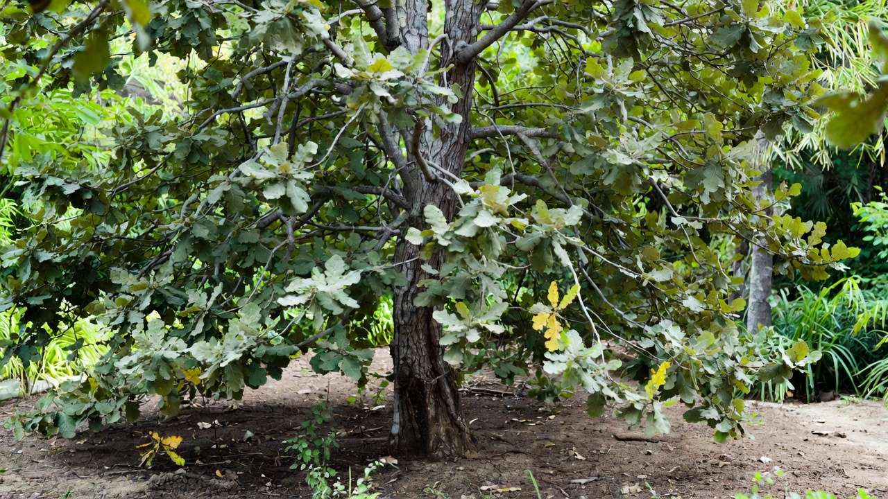 early signs of water stress on mature oak tree leaves curling dry soil garden drough