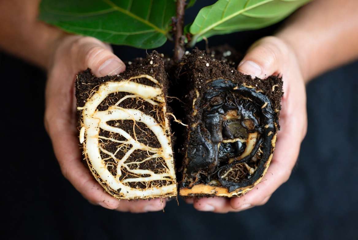 Healthy white roots versus rotten black roots of a Fiddle Leaf Fig during inspection for reviva