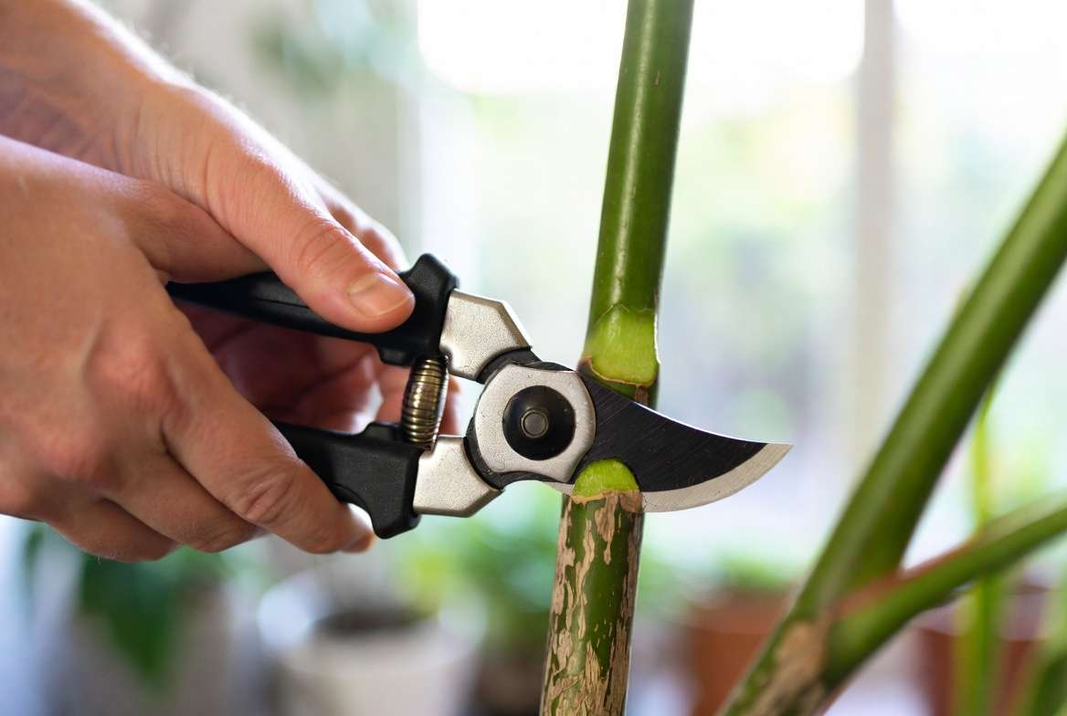 Hands pruning a plant stem at 45 degree angle above a node while trimming away rotten stems to promote new growth