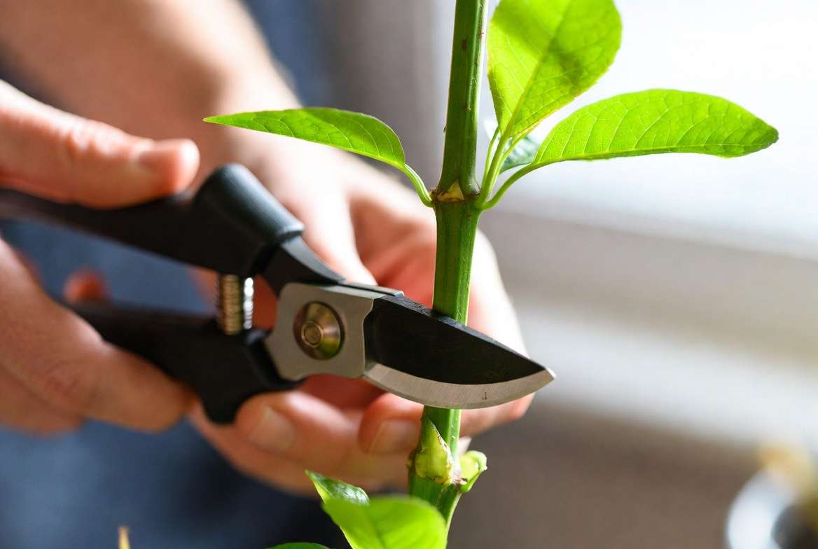 Step-by-step demonstration of taking a healthy stem cutting just below a node for plant propagatio