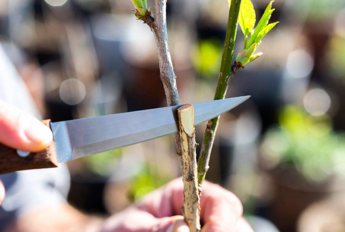 step by step whip and tongue grafting cut using parafilm and grafting tape