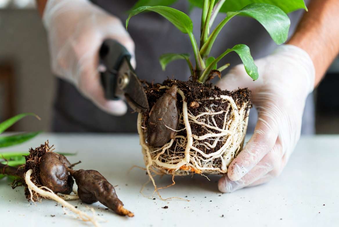 Step-by-Step Guide to Pruning Damaged Roots and Savin
