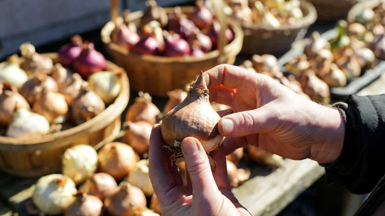 Selecting high-quality fall-blooming bulbs at a spring nursery for autumn garden display