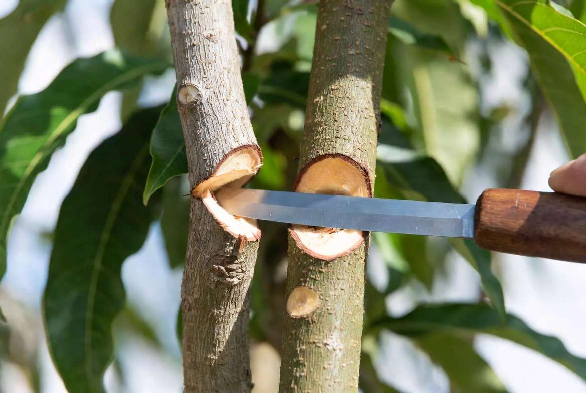 step by step whip and tongue grafting technique on mango tree in action