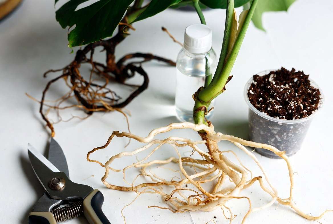 Tools and trimmed healthy roots for saving a plant from root rot rescue process