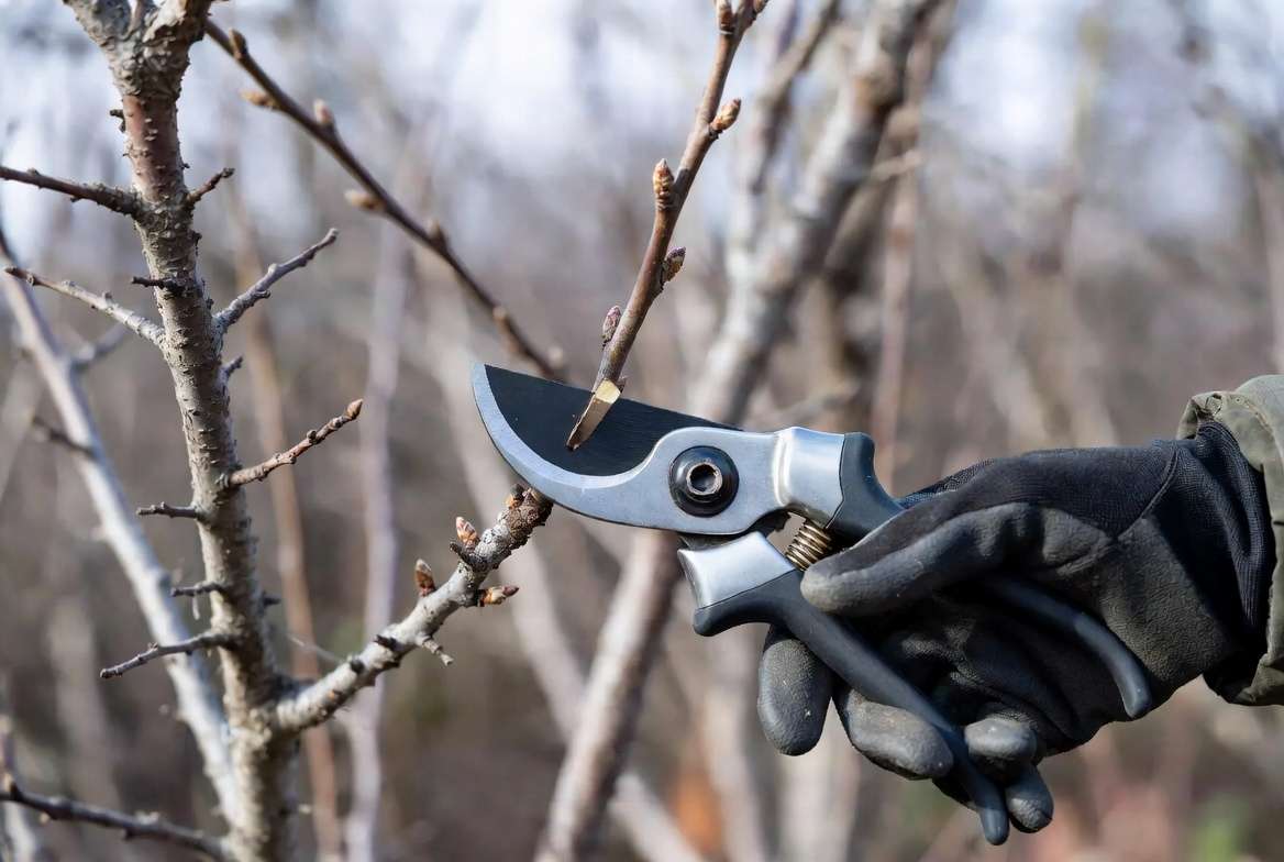 How to collect scion wood in winter - clean cutting technique with pruning shears on dormant branch