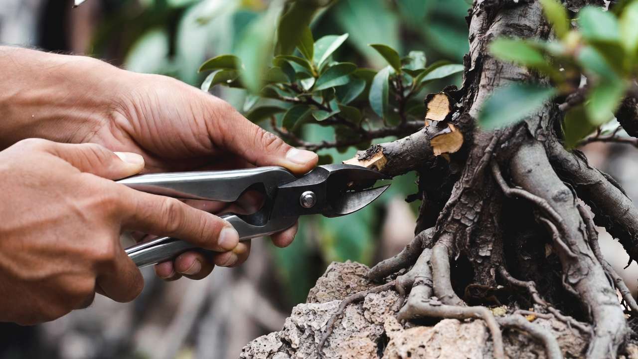 Close-up of precise branch pruning with concave cutters on a root-over-rock bonsai showing exposed gripping roots