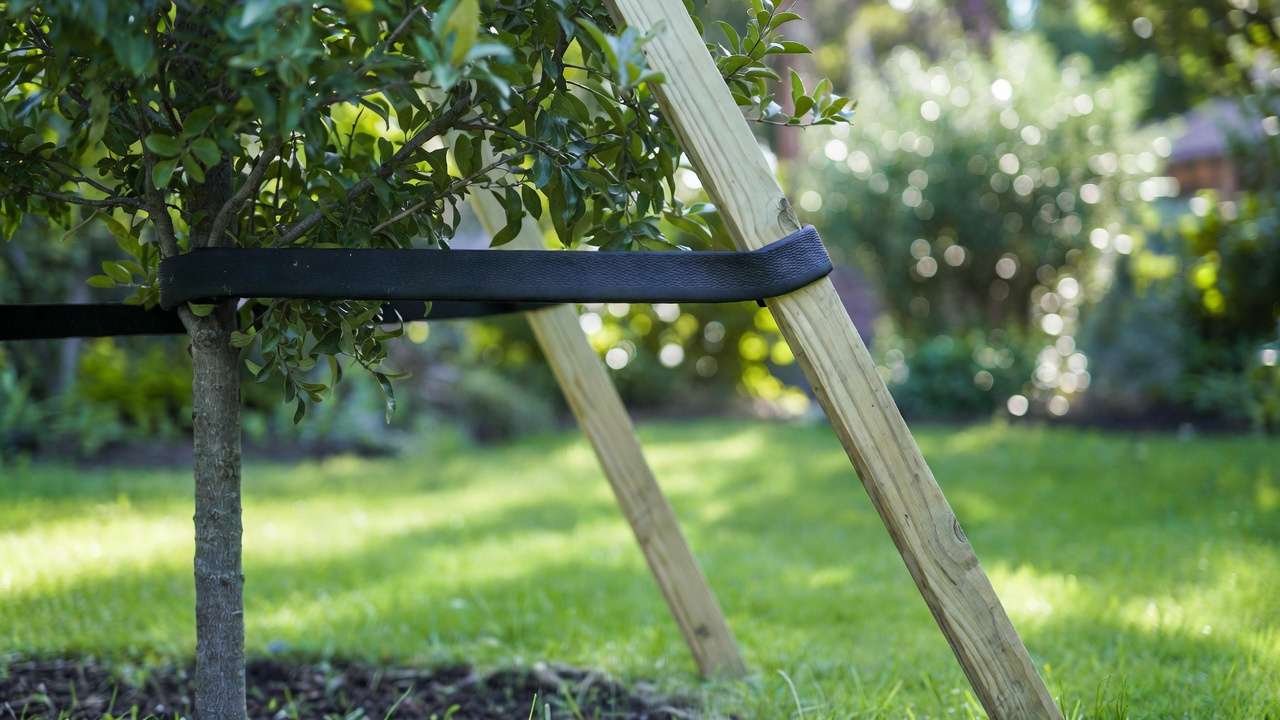step by step storm-proof staking for tall plants on young tree with stakes and flexible ties