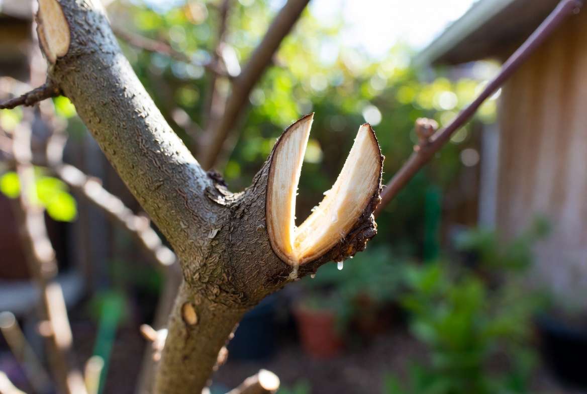 Cleft grafting technique on fruit tree rootstock for home gardeners