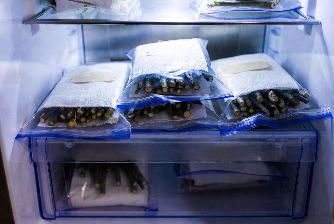 Proper storage of scion wood in winter - refrigerator method with damp towels and labeled bags