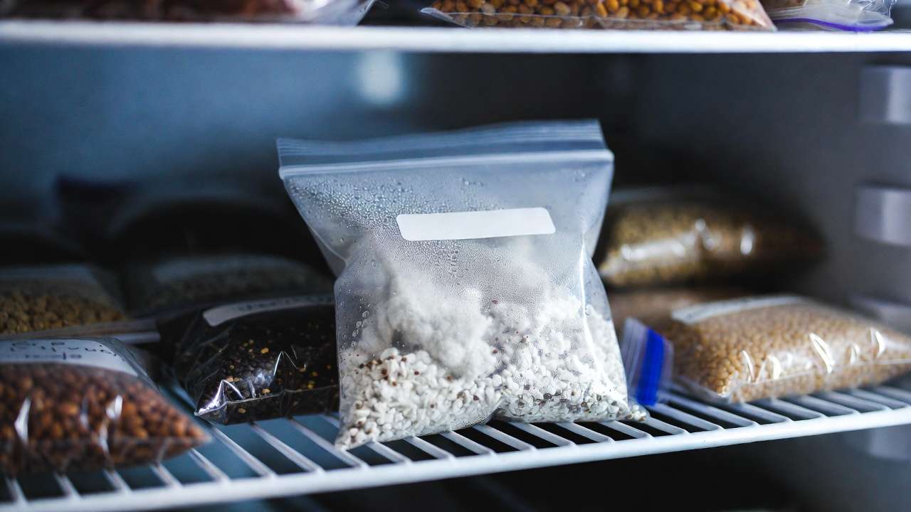 Seeds undergoing cold stratification in moist vermiculite inside labeled ziplock bags in refrigerator