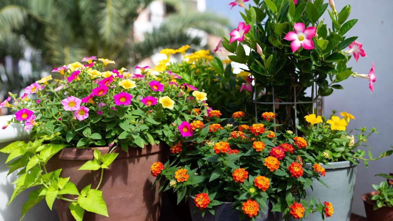 Heat-tolerant summer container plants including calibrachoa, lantana, and mandevilla thriving in full sun
