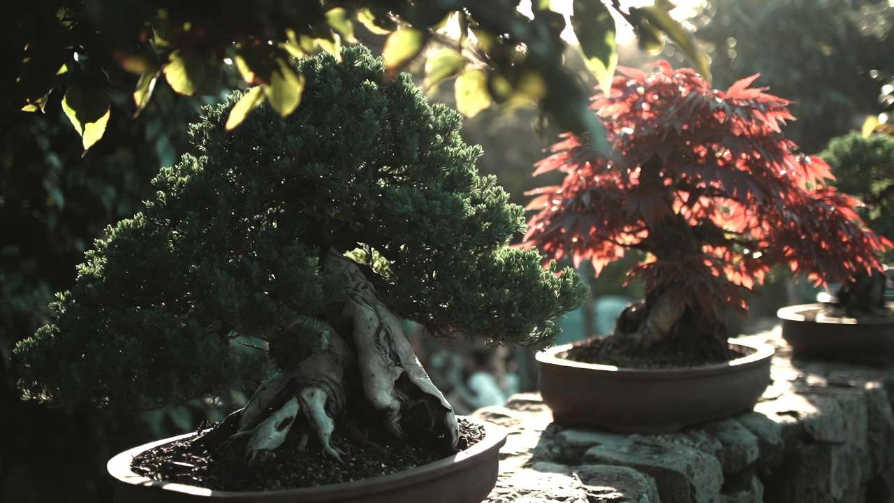 Juniper and Japanese maple bonsai thriving in morning sunlight outdoors