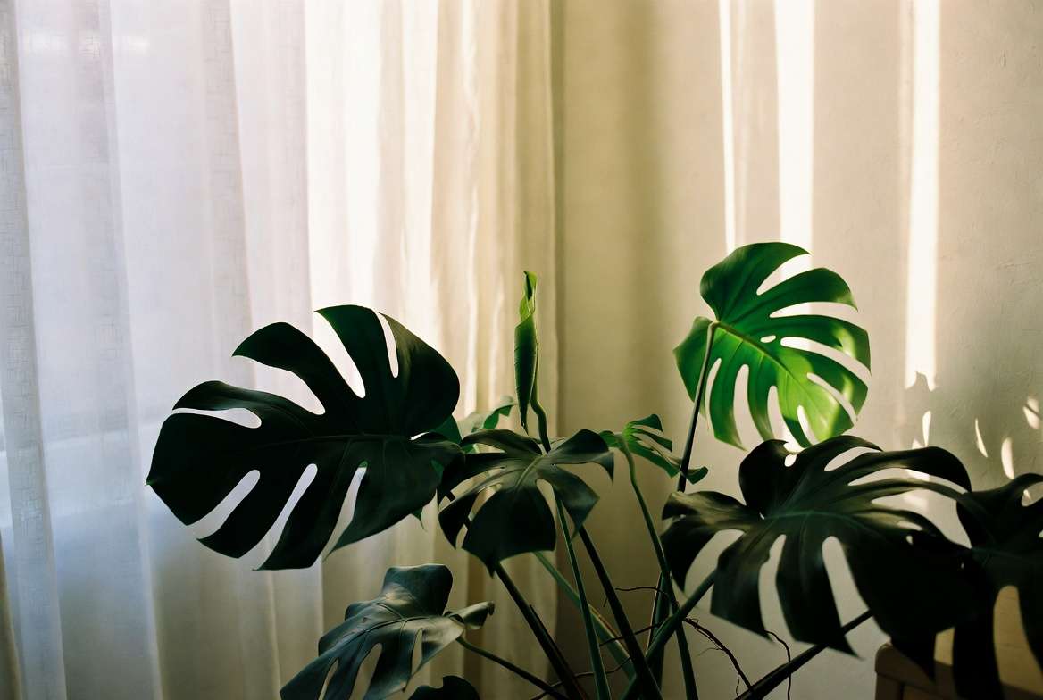 Step-by-step gradual light reintroduction for healing plants using filtered morning light through sheer curtains