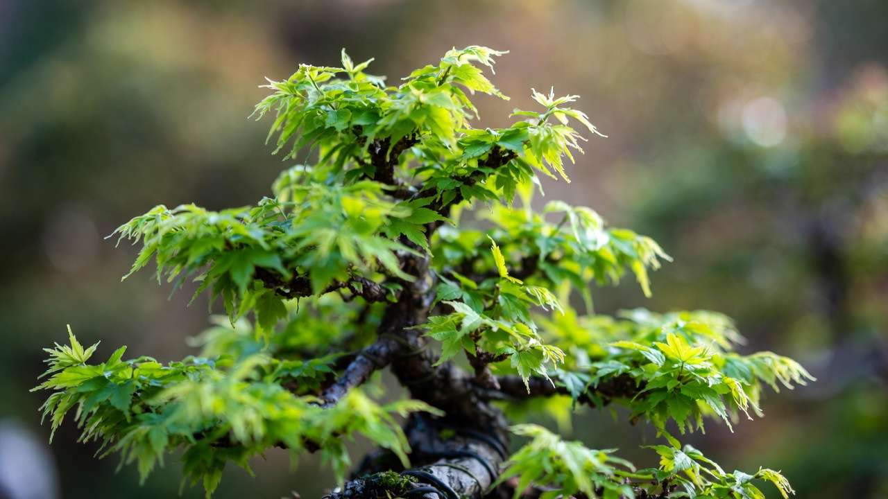 Hybrid bonsai example combining early wiring structure with clip-and-grow ramification refinement