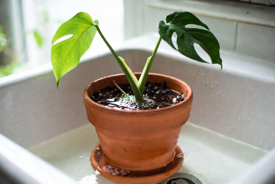 Bottom watering water therapy soaking method for severely dehydrated houseplants in sink