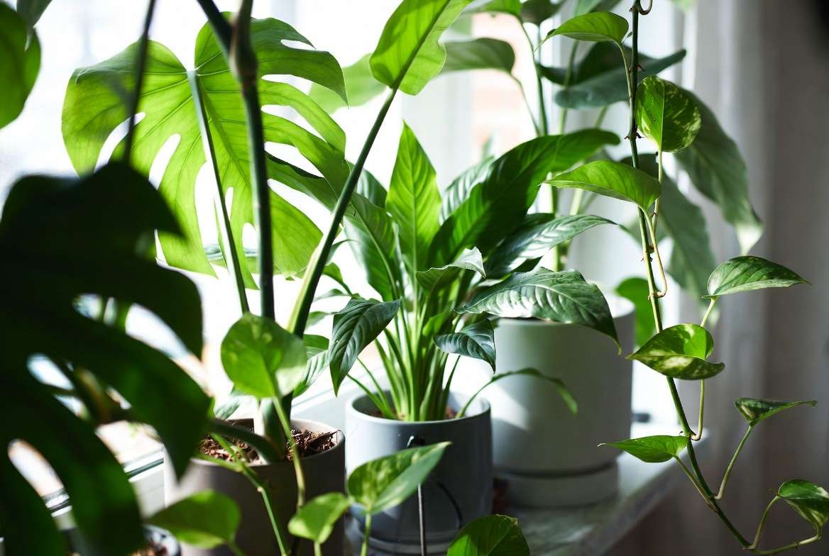 Top Benefits of Using Slow-Release Fertilizer Spikes for Indoor Plants