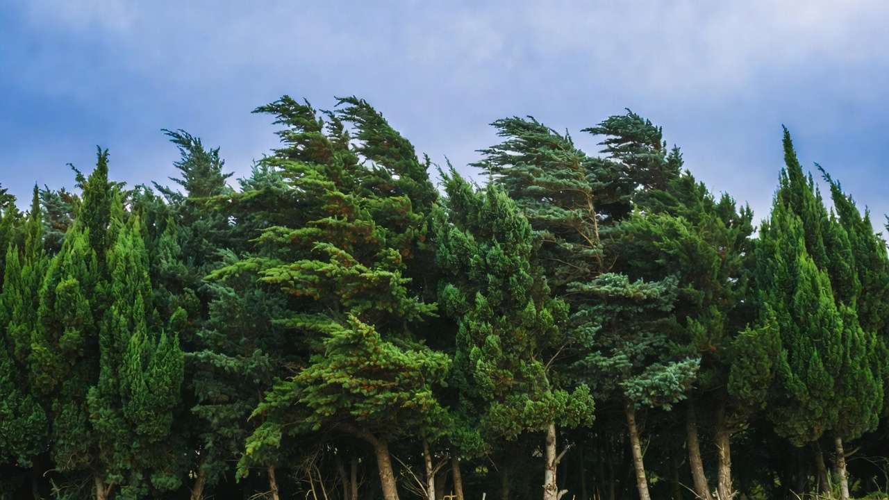 Evergreen trees like Norway Spruce and Green Giant Arborvitae forming a year-round windbreak
