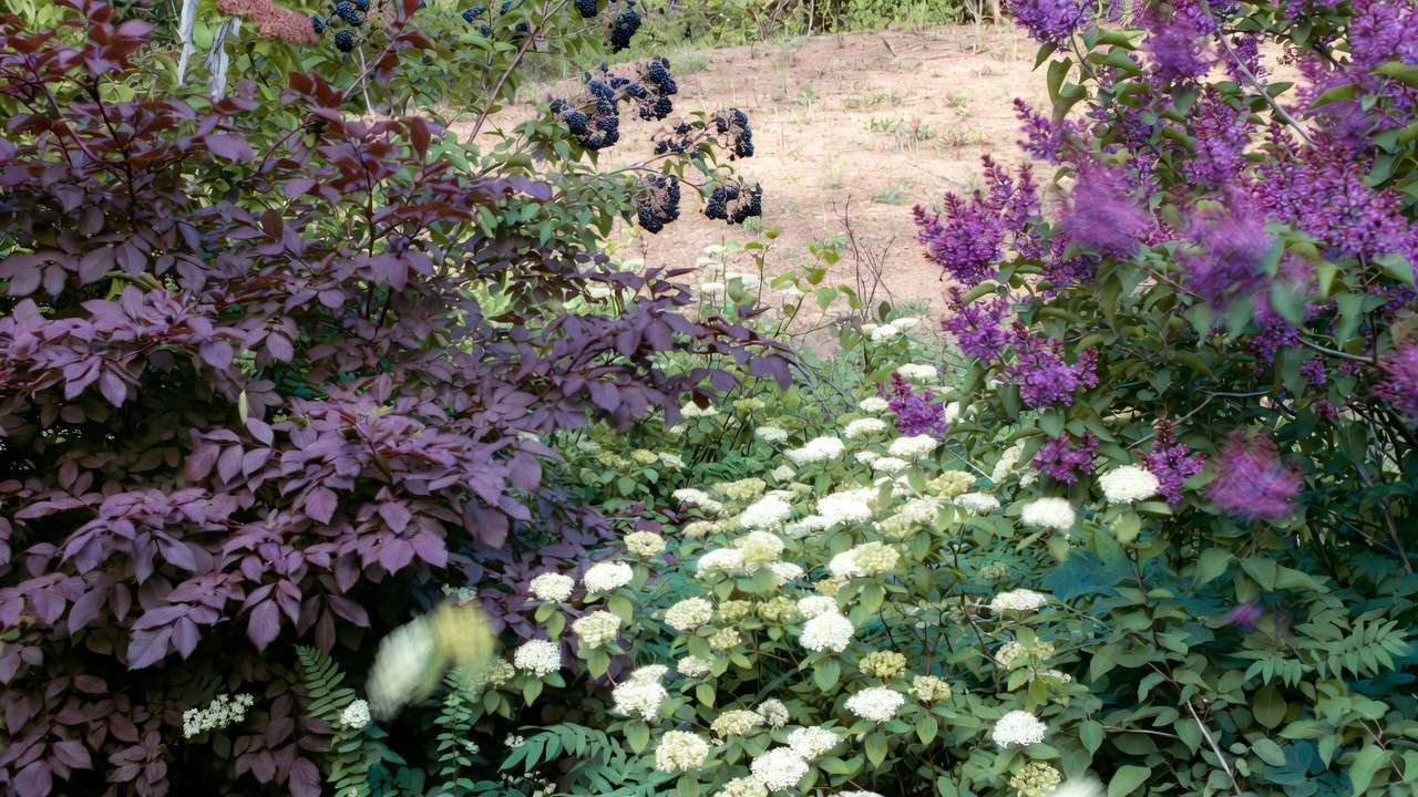 Tough flowering shrubs and pioneer plants for the outer rows of a garden windbreak