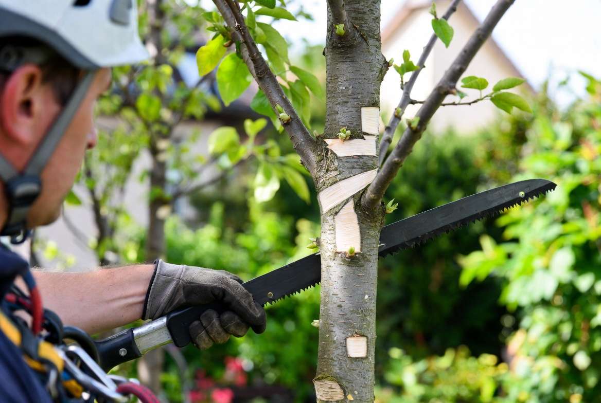 Step-by-step traditional pollarding technique on lime tree showing proper height and tools in European style