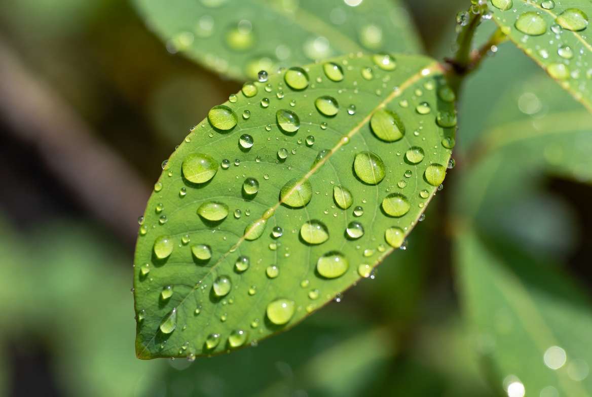 Close-up of healthy plant leaf with fine foliar spray droplets showing proper application technique