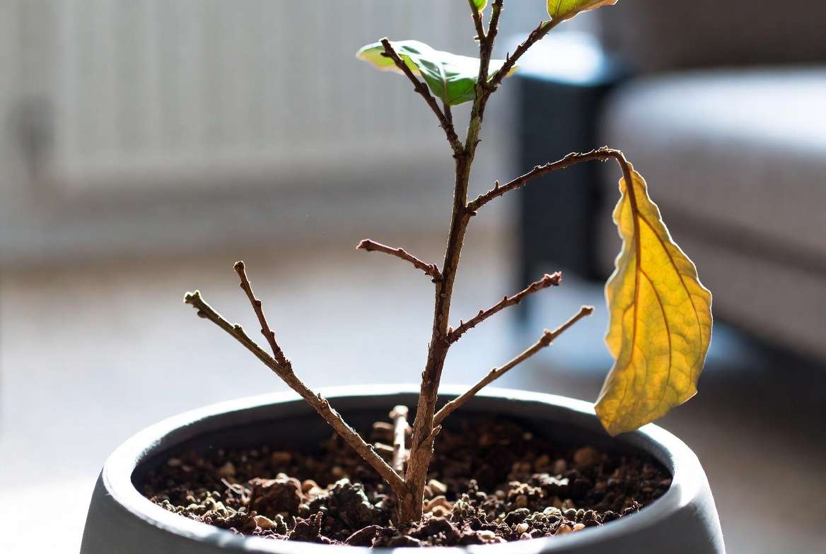 Defoliated fiddle leaf fig plant showing bare stems and dry leaves due to stress