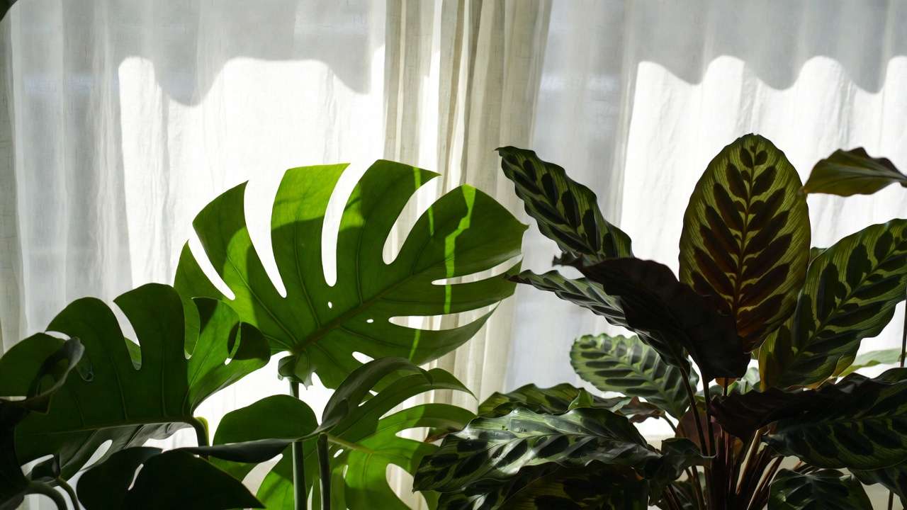 Close-up of healthy houseplant leaves in soft filtered light from sheer curtains showing no scorch