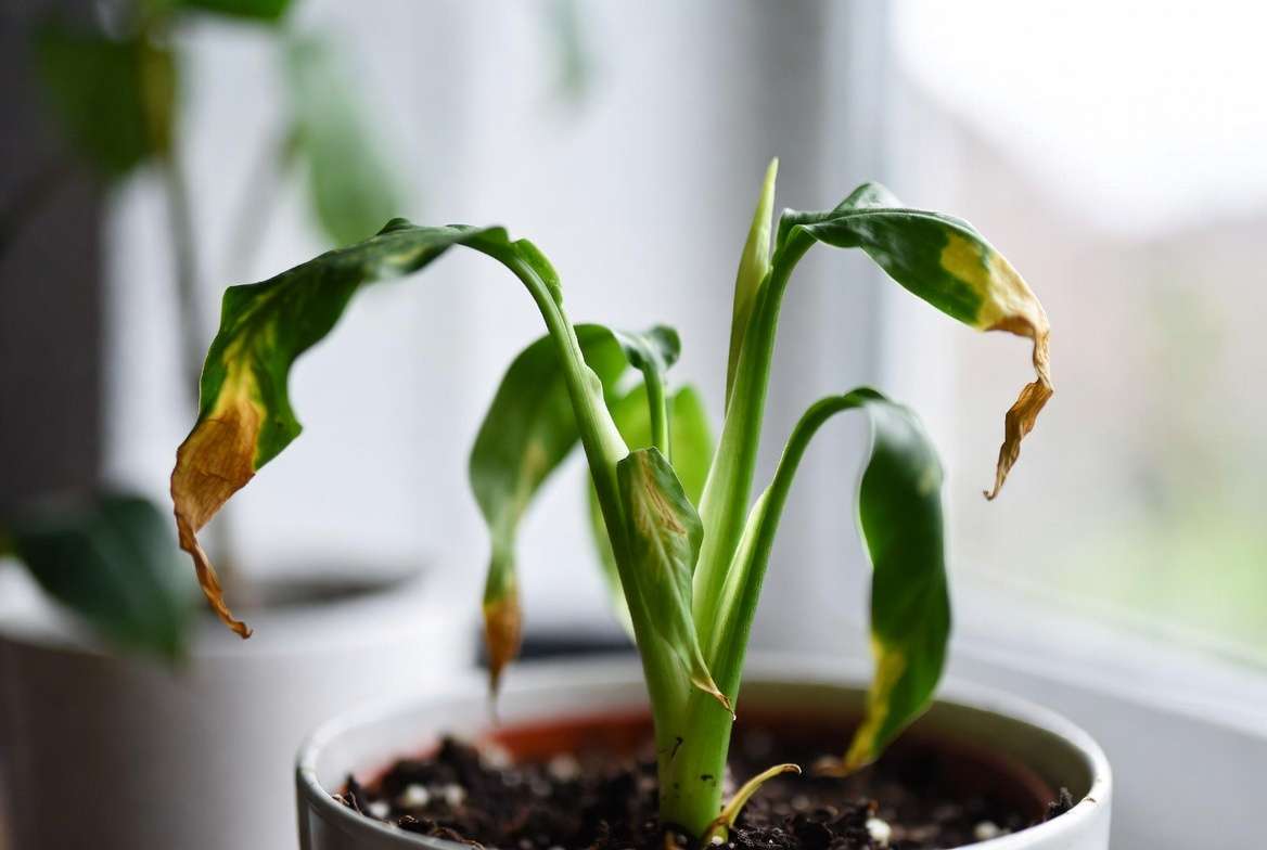 Neglected peace lily with drooping yellow leaves and brown tips showing common care problems