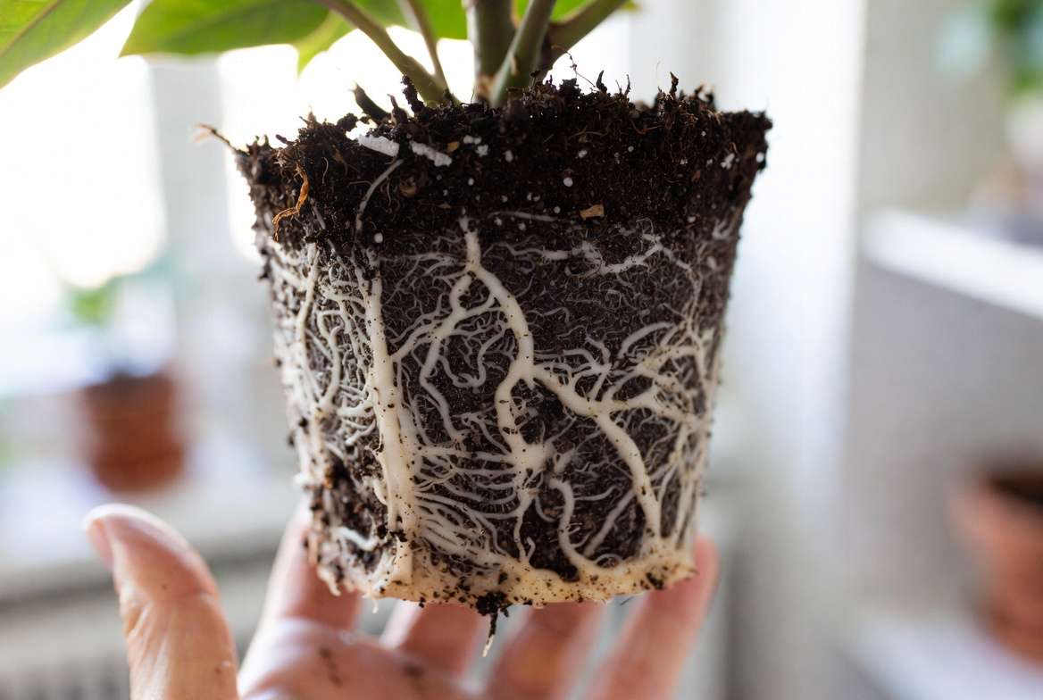 Root-bound indoor plant with depleted soil causing nutrient deficienc