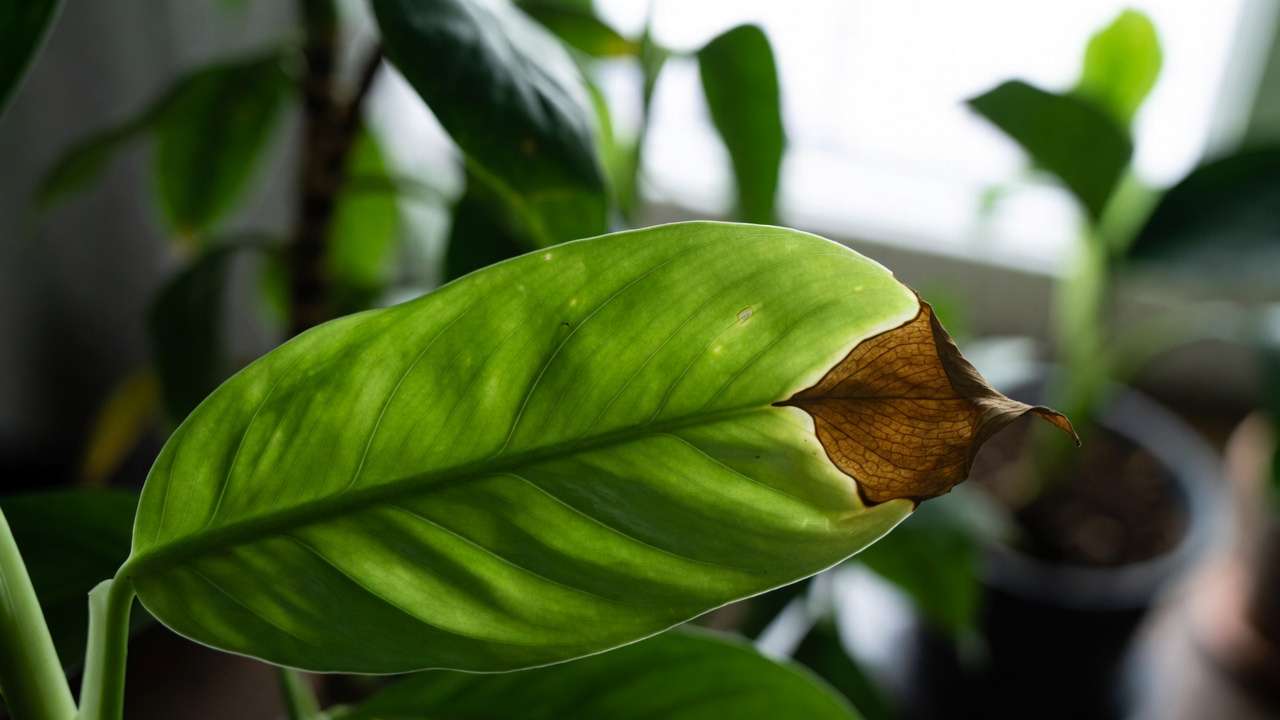 rown tips on houseplant leaves explained – close-up of classic crispy tip damage on healthy leaf