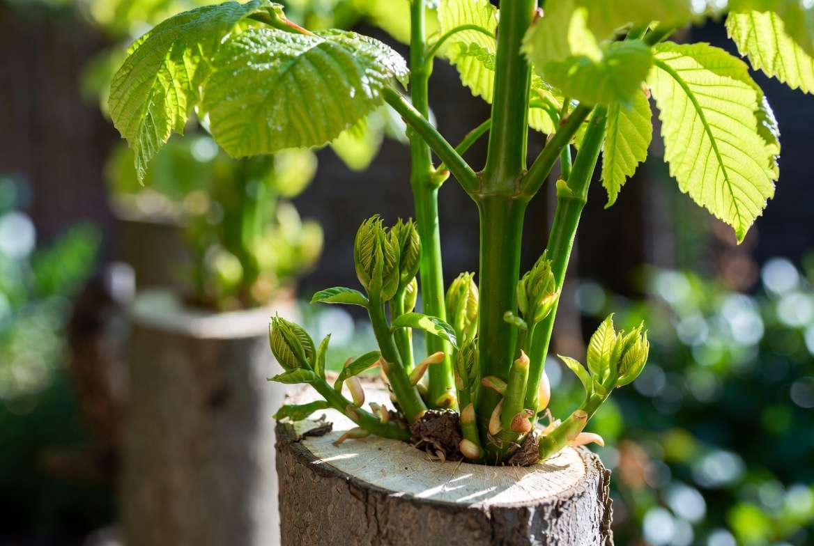 healthy regrowth after pollarding strong epicormic shoots vibrant leaves