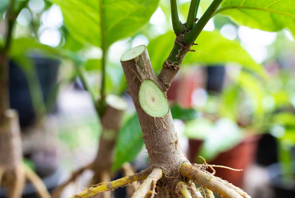 grafting basics diagram scion rootstock cambium layer close-up for successful plant grafting