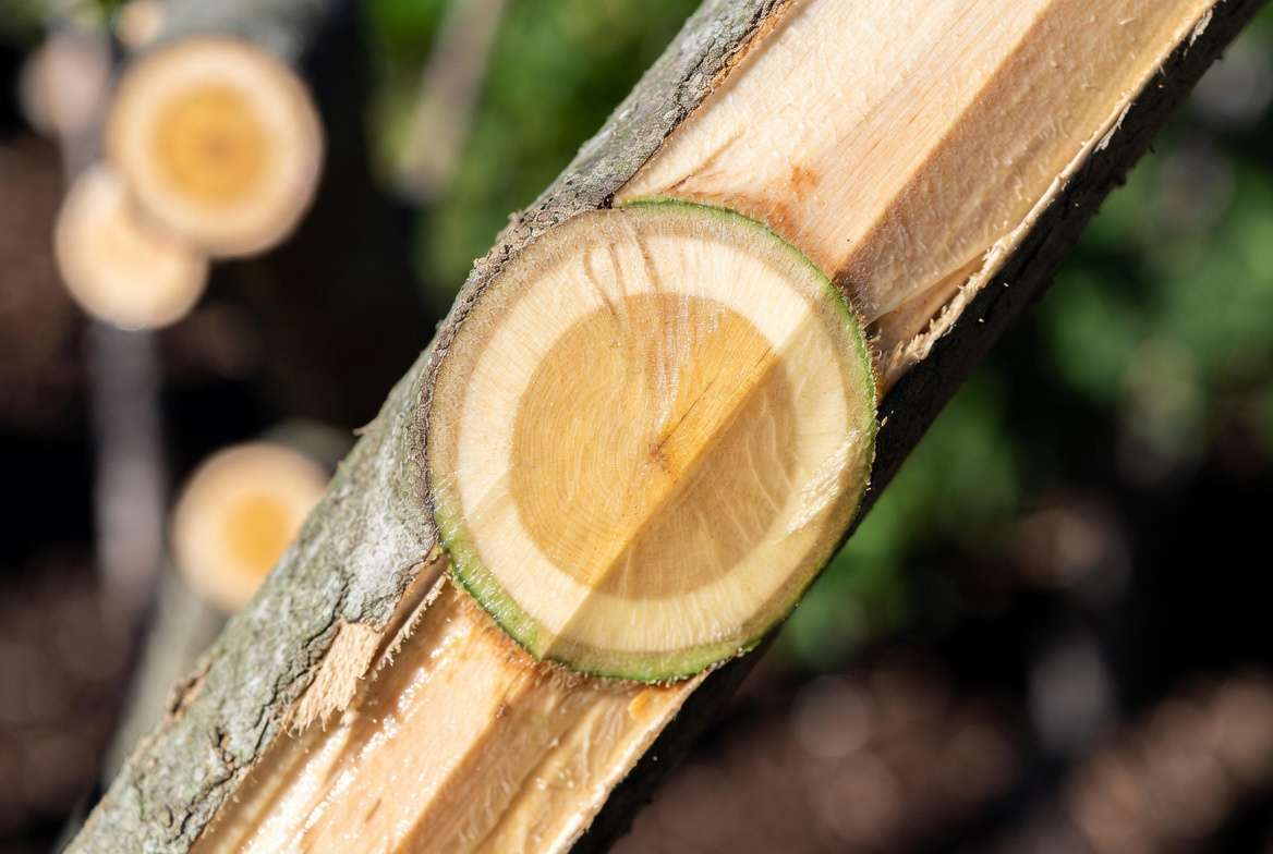 Cross section of tree stem showing cambium layer for successful tree grafting alignment