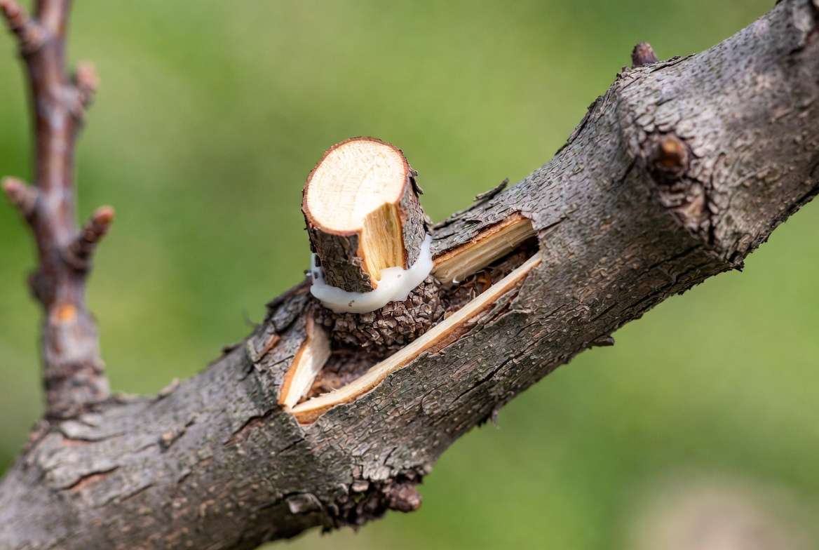 Cleft graft technique on thicker fruit tree branch with wedge scion inserted for top working