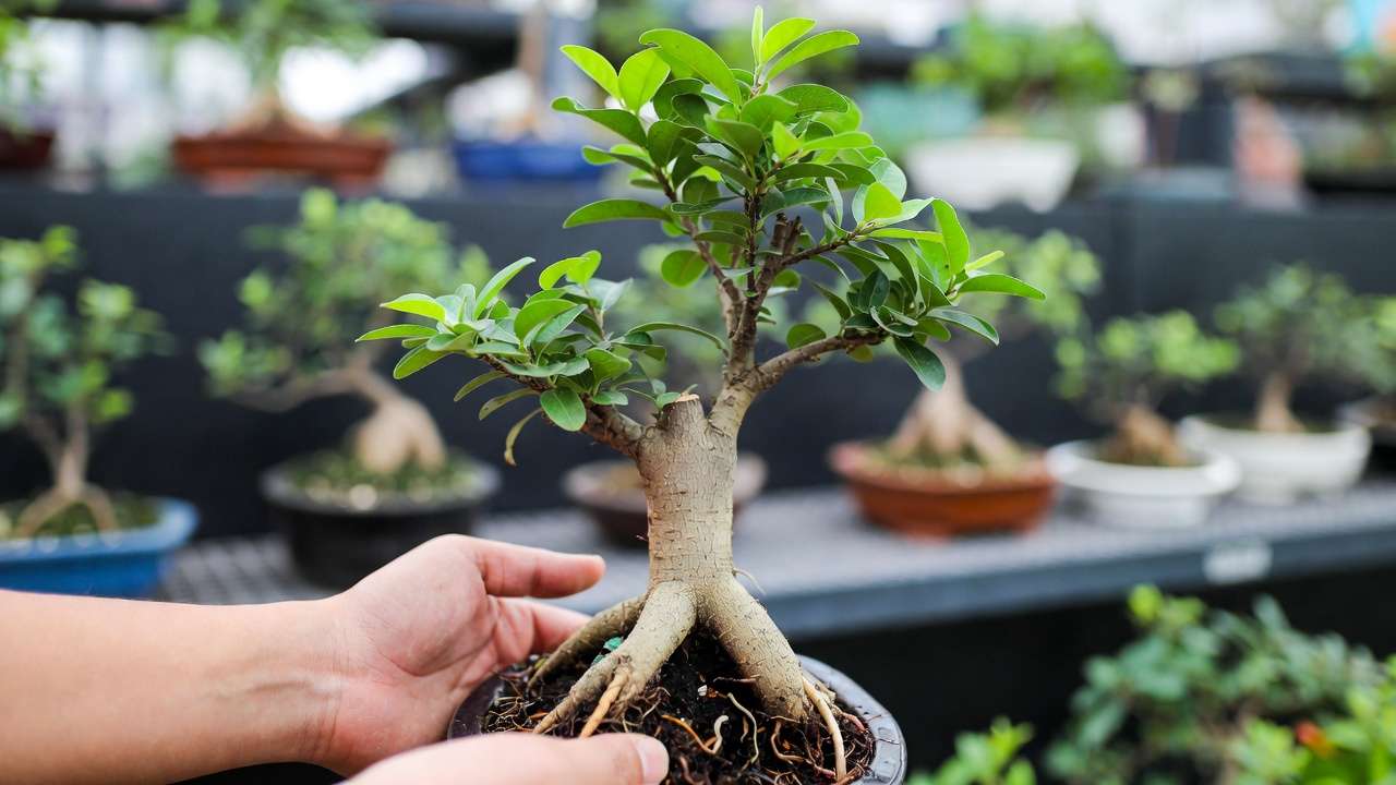 Healthy beginner Ficus bonsai with strong trunk and roots at a reputable nursery
