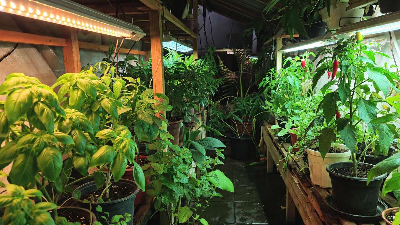 Lush indoor herbs and vegetables thriving under full-spectrum LED grow lights for better yields in 2026