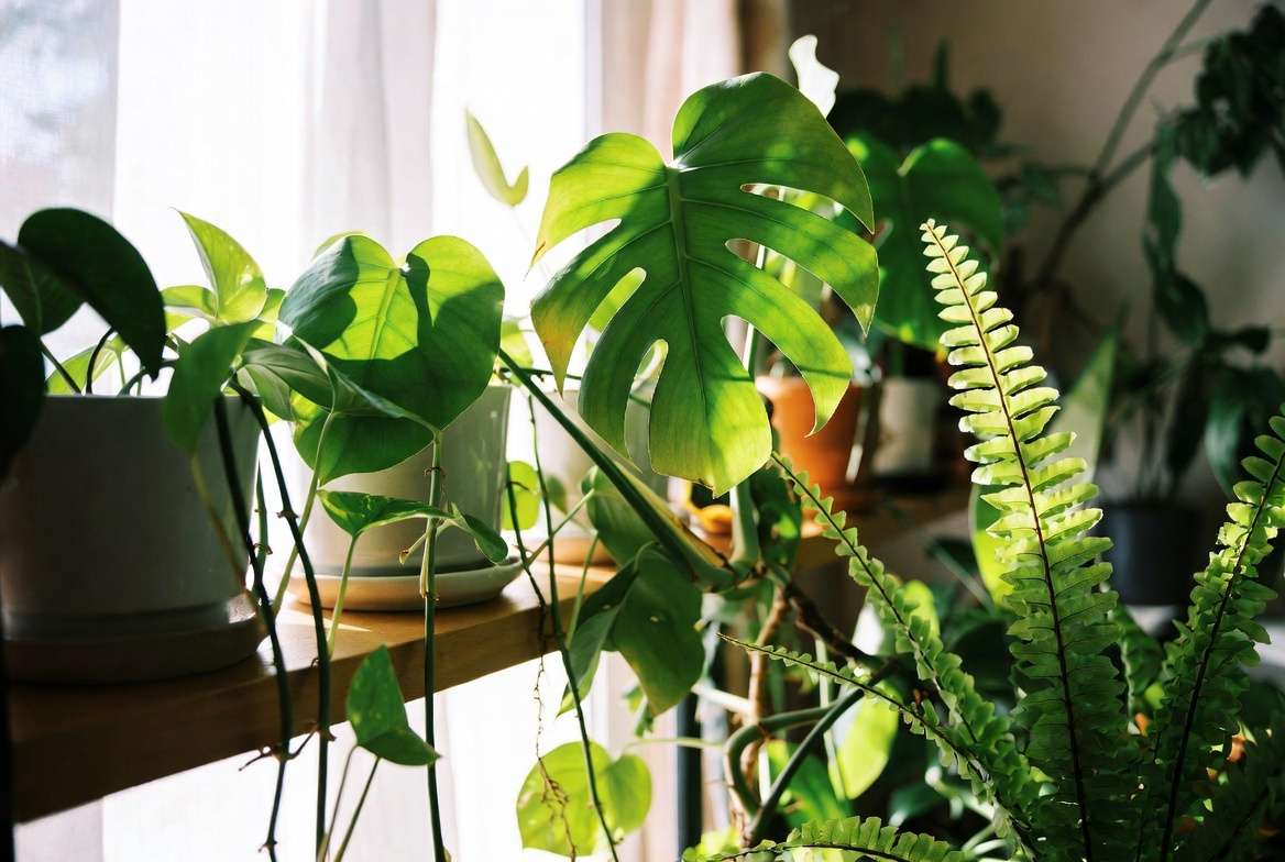 Which Indoor Plants Love Fertilizer Spikes