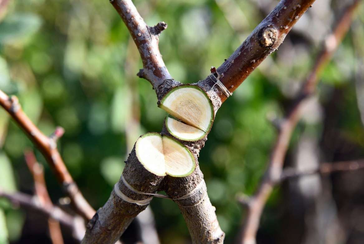 Whip and Tongue Graft section