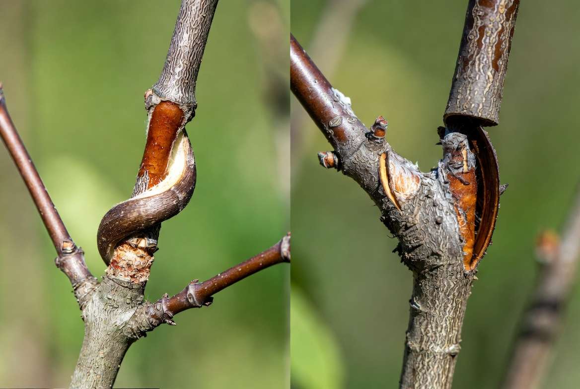 Side by side comparison of whip and tongue graft versus cleft graft on fruit trees
