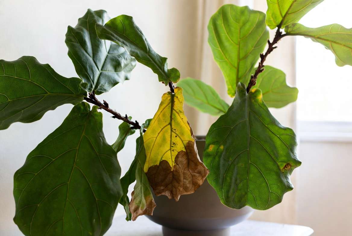 Wilted Fiddle Leaf Fig showing common symptoms like drooping leaves, yellowing, and brown edges for diagnosis