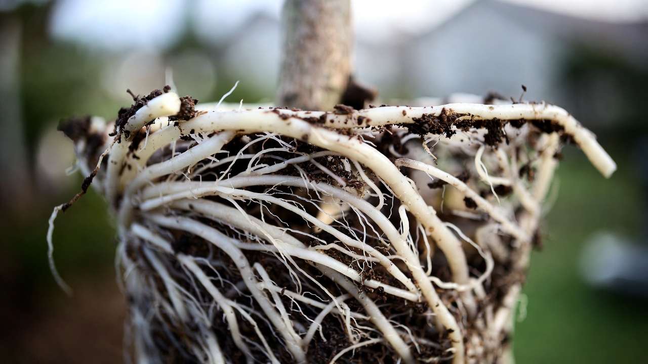 Healthy fine feeder roots after bonsai root pruning showing radial nebari development