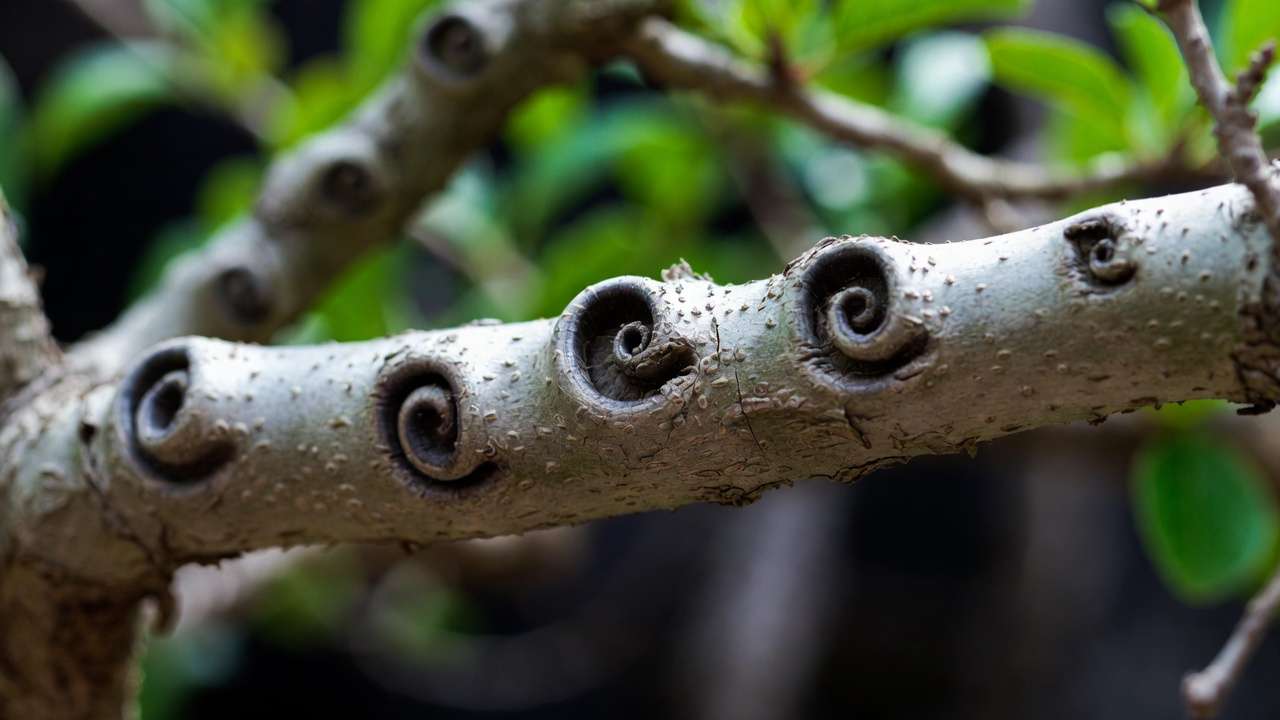 Close-up of severe wire bite scars on a bonsai branch showing deep spiral grooves from delayed wire removal