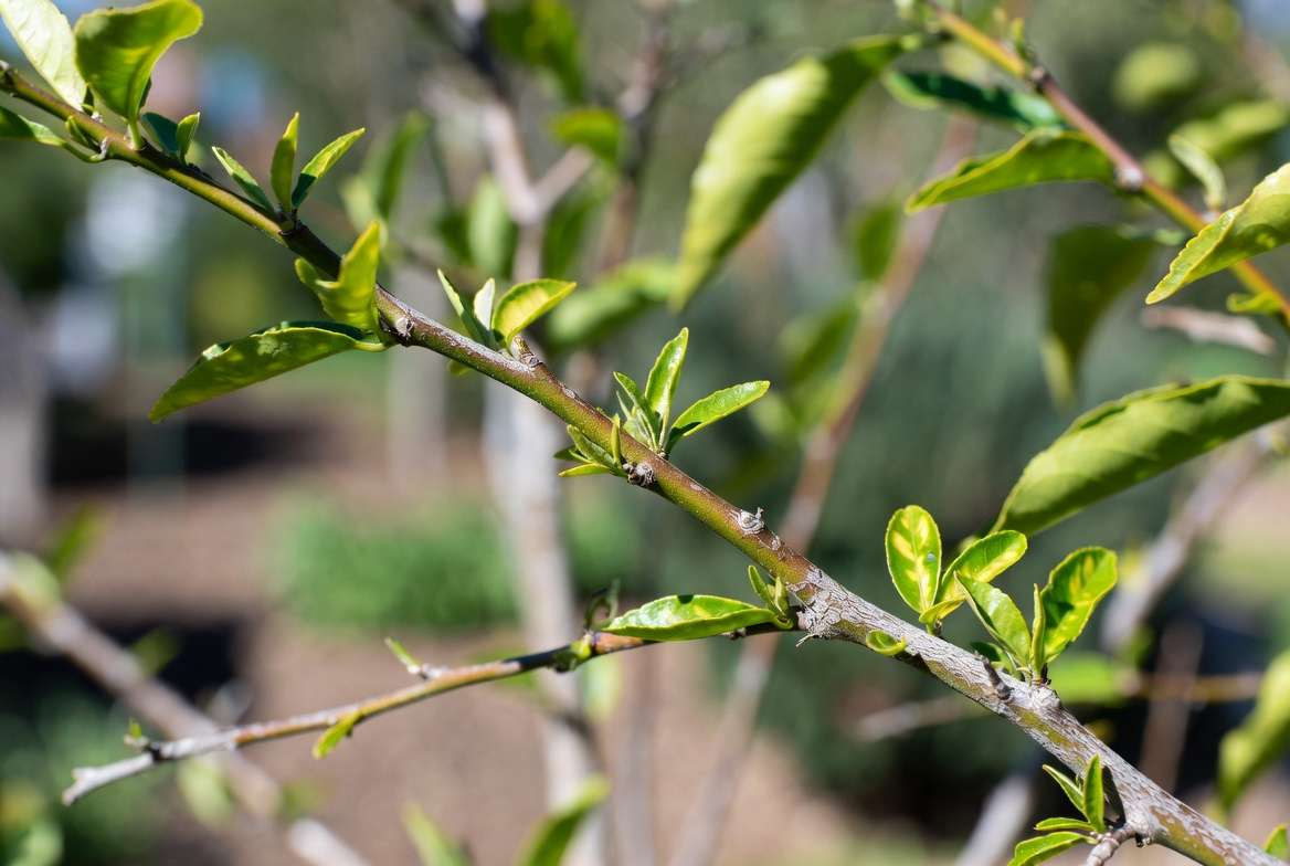 Zinc deficiency symptoms showing little leaf and rosetting on citrus – micro-nutrient deficiencies (zinc, boron, etc.)