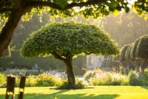 aesthetic reasons for pollarding ornamental trees