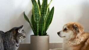 are snake plants safe for pets
