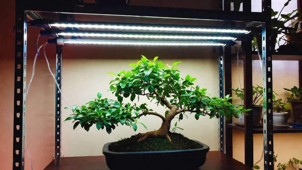 artificial lighting for indoor bonsai
