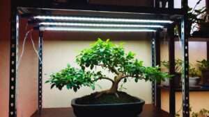 artificial lighting for indoor bonsai